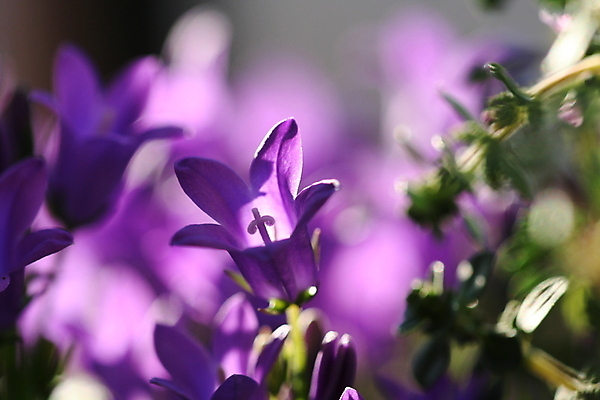 포토 JPG 해외이미지 꽃 꽃무늬 자연 사람없음 보라색 활발 선택 내추럴 해외202004 해외포토 식물 컬러 컨셉 무늬 생태계 파일형식 이미지허브