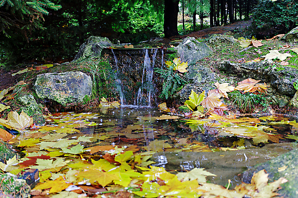 포토 JPG 해외이미지 식물 계절 잎 자연 사람없음 물 강 가을 개울 해외202004 해외포토 자연요소 생태계 파일형식 이미지허브