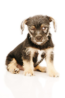 포토 JPG 해외이미지 동물 백그라운드 생물 사람없음 반려동물 흰색 개 강아지 자르기 윤곽 고립 동반자 카피스페이스 차단 해외202004 해외포토 컬러 포유류 모션 공백 파일형식 이미지허브