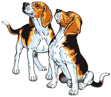 EPS 해외이미지 동물 2 일러스트 포유류 반려동물 개 흰배경 사냥개 비글 송곳니 고립 기르기 유래 해외202004 해외일러스트 백그라운드 흰색 치아 돌봄 파일형식 벡터 이미지허브