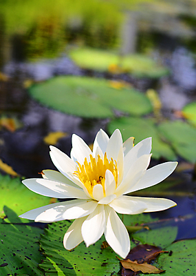 포토 JPG 해외이미지 꽃 자연 사람없음 초록색 물 노란색 개화 해외202004 해외포토 자연요소 식물 컬러 생태계 파일형식 이미지허브