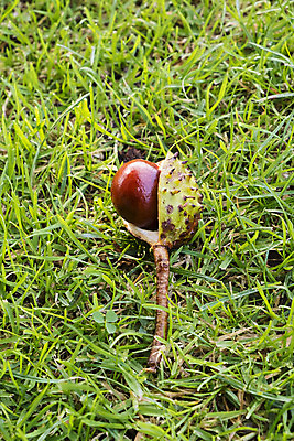 포토 JPG 해외이미지 과일 자연 씨앗 사람없음 야외 초록색 환경 가을 해외202004 해외포토 식물 계절 컬러 생태계 파일형식 이미지허브