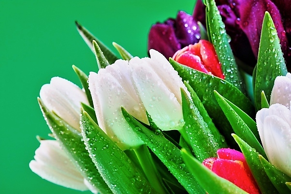 포토 JPG 해외이미지 식물 꽃잎 꽃 잎 자연 사람없음 초록색 정원 튤립 벚꽃 흰색 이슬 해외202004 해외포토 컬러 생태계 파일형식 이미지허브