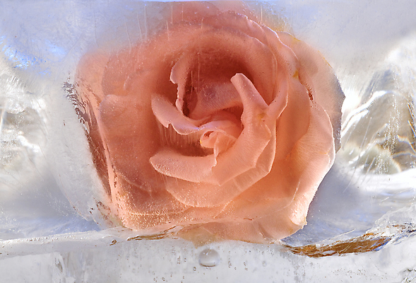 포토 JPG 해외이미지 식물 꽃잎 꽃 꽃다발 백그라운드 컨셉 잎 겨울 꽃무늬 자연 유리 사람없음 초록색 물 파란색 냉동 얼음 거품 추위 벚꽃 흰색 신선 투명 떨어짐 크리스탈 다발 서리 냉동고 카피스페이스 해외202004 해외포토 자연요소 계절 컬러 무늬 재질 공백 광석 생태계 파일형식 이미지허브