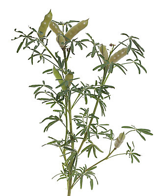 포토 JPG 해외이미지 식물 줄기 잎 씨앗 사람없음 신선 흰배경 꼬투리 수유 해외202004 해외포토 백그라운드 흰색 파일형식 이미지허브