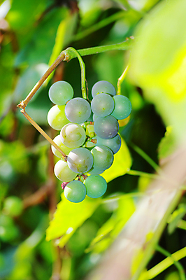 포토 JPG 해외이미지 식물 계절 음식 백그라운드 잎 농업 과일 공 자연 포도 추상 건강 사람없음 야외 초록색 와인 정원 맑음 수확 성장 신선 선택 달콤 큼 심볼 보따리 유기농 포도밭 강렬 밭일 블러 양조 카피스페이스 해외202004 해외포토 웰빙 산업 컬러 컨셉 무늬 밭 날씨 주류 공백 맛 크기 생태계 파일형식 이미지허브