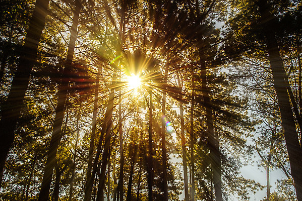 포토 JPG 해외이미지 나무 공원 잎 자연 아침 풍경 사람없음 야외 초록색 여름 빛 햇빛 태양 일출 맑음 봄 안개 광선 가을 나뭇가지 숲 속도 해외202004 해외포토 주간 자연요소 식물 계절 공공시설 컬러 날씨 노을 생태계 파일형식 이미지허브