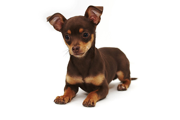 포토 JPG 해외이미지 동물 기념일 사람없음 반려동물 개 강아지 치와와 해외202004 해외포토 포유류 이벤트 파일형식 이미지허브