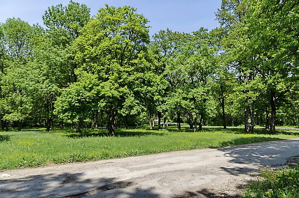 포토 JPG 해외이미지 나무 식물 계절 유럽 도로 길 낙엽 잎 자연 파노라마 풍경 사람없음 가로 초록색 여름 환경 활발 숲 오솔길 방법 불가리아 섞기 해외202004 해외포토 나라 컬러 컨셉 교통시설 촬영기법 생태계 파일형식 남유럽 이미지허브