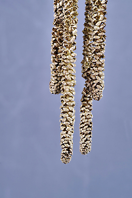 포토 JPG 해외이미지 나무 식물 꽃잎 자연 사람없음 개화 묘사 폴란드 개암나무 해외202004 해외포토 꽃 유럽 생태계 파일형식 이미지허브