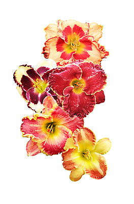 포토 JPG 해외이미지 식물 꽃잎 꽃 줄기 백그라운드 자연 사람없음 야외 여름 정원 벚꽃 개화 백합 원예 해외202004 해외포토 계절 취미 생태계 파일형식 이미지허브