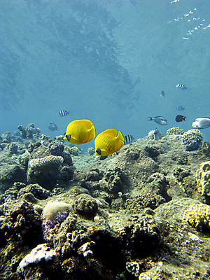 포토 JPG 해외이미지 동물 야생동물 바다 아프리카 자연 이집트 어류 풍경 사람없음 물 파란색 햇빛 바닷속 수중 호주 잠수부 생태계 인도네시아 태평양 수족관 홍해 인도양 몰디브 카리브해 깊이 소금물 해외202004 해외포토 자연요소 나라 아시아 컬러 태양 수중동물 오세아니아 전문직 파일형식 이미지허브