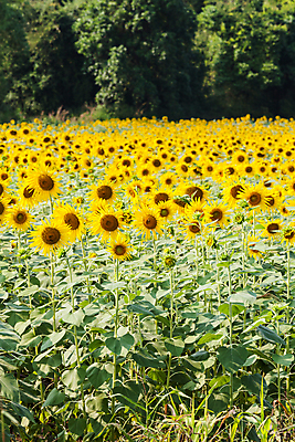 포토 JPG 해외이미지 식물 꽃잎 꽃 산업 문화 백그라운드 잎 꽃무늬 밭 농업 오렌지 자연 하늘 해바라기 씨앗 풍경 사람없음 초록색 여름 파란색 농작물 컬러풀 햇빛 태양 농장 노란색 맑음 봄 활발 성장 벚꽃 시골 원형 개화 유기농 꽃가루 내추럴 해외202004 해외포토 자연요소 도형 웰빙 계절 컬러 컨셉 무늬 과일 날씨 가루 생태계 파일형식 이미지허브