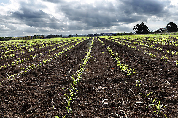 포토 JPG 해외이미지 식물 구름 계절 지구 선 밭 농업 채소 자연 하늘 옥수수 풍경 사람없음 야외 초록색 여름 파란색 농장 농경지 우주 정원 봄 수확 가을 시골 신선 농부 땅 유기농 내추럴 땅바닥 밭일 생태학 수평선 해외202004 해외포토 자연요소 직업 웰빙 교육 산업 컬러 곡류 바닥 생태계 파일형식 이미지허브