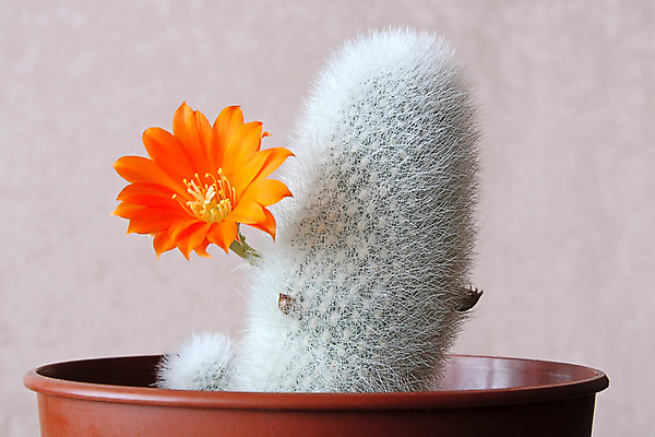 포토 JPG 해외이미지 식물 꽃 자연 선인장 사람없음 초록색 어둠 오브젝트 분재 해외202004 해외포토 나무 컬러 생태계 파일형식 이미지허브