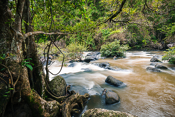 포토 JPG 해외이미지 나무 식물 호수 줄기 잎 자연 산 그림자 풍경 사람없음 야외 목재 초록색 물 강 갈색 환경 힘 거품 폭포 젖음 흐름 바위 흰색 개울 매끈함 숲 위험 그늘 홍수 뿌리 포도나무 진흙 힘찬 해외202004 해외포토 자연요소 컬러 컨셉 재료 돌_바위 감각 자연재해 과일나무 생태계 파일형식 이미지허브