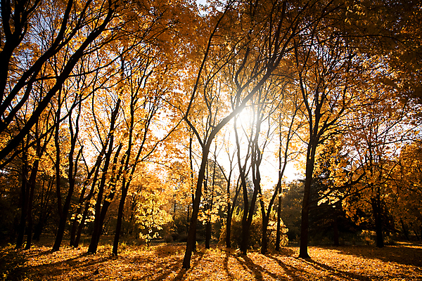 포토 JPG 해외이미지 나무 계절 공원 잎 패턴 자연 그림자 사람없음 빛 햇빛 노란색 검은색 광선 가을 나뭇가지 숲 9월 10월 해외202004 해외포토 식물 공공시설 컬러 무늬 태양 날짜 생태계 파일형식 이미지허브