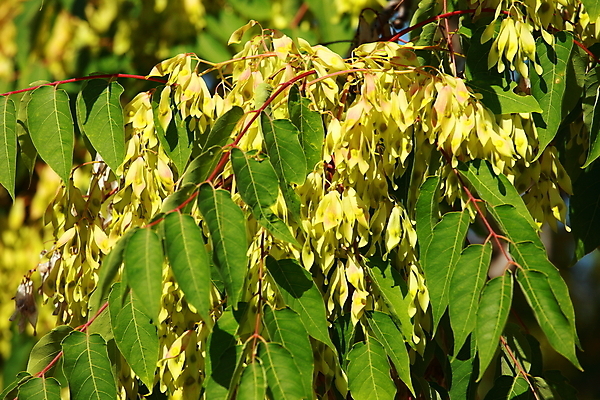 포토 JPG 해외이미지 나무 식물 계절 공원 백그라운드 잎 자연 하늘 아침 추상 그림자 사람없음 야외 목재 초록색 빛 햇빛 태양 노란색 일출 환경 정원 맑음 일몰 봄 성장 광선 흰색 나뭇가지 신선 숲 자작나무 내추럴 강렬 생태학 해외202004 해외포토 주간 자연요소 공공시설 교육 컬러 무늬 재료 날씨 노을 생태계 파일형식 이미지허브