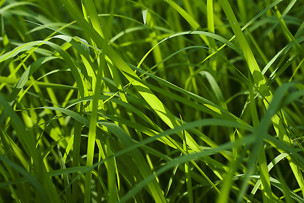 포토 JPG 해외이미지 식물 아시아 백그라운드 잎 농업 태국 밥 동양인 풍경 사람없음 초록색 농작물 농장 정원 칼날 농부 시리얼 유기농 원예 장면 논밭 밭일 해외202004 해외포토 직업 웰빙 나라 산업 음식 컬러 밭 논 인종 취미 파일형식 이미지허브