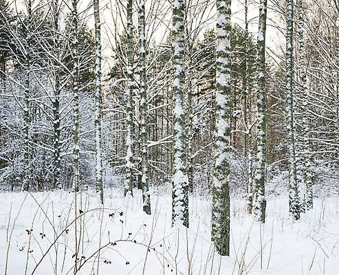 포토 JPG 해외이미지 주간 겨울 자연 스웨덴 사람없음 야외 눈 숲속 자작나무 겨울풍경 해외202004 해외포토 자연요소 나무 계절 날씨 북유럽 풍경 숲 생태계 파일형식 이미지허브