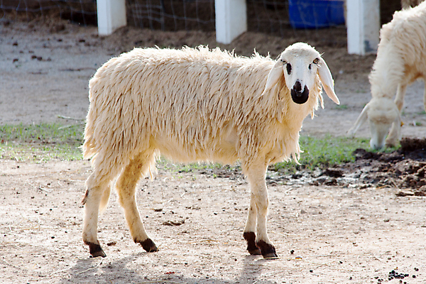 포토 JPG 해외이미지 동물 응시 농업 포유류 하늘 밥 건조 육류 사람없음 야외 초록색 농장 평화 맑음 가축 봄 흰색 시골 신선 양 양치기 군중 밀짚 양모 땅바닥 밭일 해외202004 해외포토 직업 시선 계절 산업 음식 컬러 컨셉 식재료 날씨 바닥 사람 직물 짚 파일형식 이미지허브