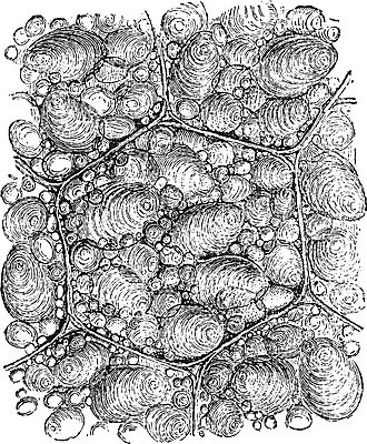 EPS 해외이미지 선 일러스트 감자 세포 미술 사람없음 검은색 흰색 설탕 그림 판화 녹말 해외202004 해외일러스트 컬러 채소 문화예술 파일형식 벡터 이미지허브