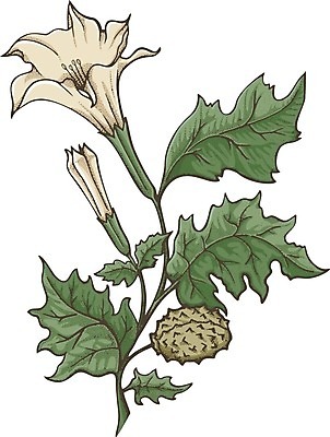 EPS 해외이미지 꽃 일러스트 잉크 초록색 수확 독약 약초 스케치 해외202004 해외일러스트 식물 컬러 농업 미술 풀_식물 파일형식 벡터 이미지허브