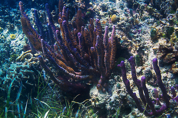 포토 JPG 해외이미지 스포츠 바다 여행 휴가 어류 사람없음 물 보라색 수중 산호 잠수부 튜브 스펀지 해외202004 해외포토 자연요소 컬러 수중동물 자포동물 전문직 파일형식 이미지허브