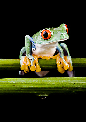 포토 JPG 해외이미지 한마리 야생동물 검은배경 실내 매달리기 양서류 사람없음 물방울 청개구리 잎줄기 해외202004 해외포토 동물 1 줄기 백그라운드 모션 개구리 내부 검은색 파일형식 이미지허브