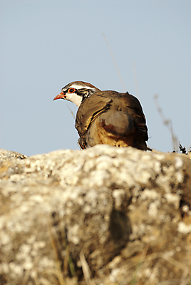 포토 JPG 해외이미지 동물 남자 유럽 야생동물 음식 밭 자연 조류 종류 사람없음 빨간색 농장 일몰 관찰 황무지 먹이 먹기 깃털 사냥 지역 서식지 꿩 동물상 땅바닥 수유 해외202004 해외포토 나라 컬러 농업 모션 바닥 사람 조형물 노을 생태계 파일형식 이미지허브
