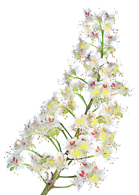 포토 JPG 해외이미지 나무 식물 꽃잎 꽃 사람없음 컬러풀 벚꽃 흰색 나뭇가지 고립 해외202004 해외포토 컬러 파일형식 이미지허브