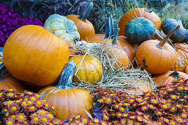 포토 JPG 해외이미지 식물 꽃 농업 채소 오렌지 호박 수박 사람없음 장식 초록색 농작물 농장 할로윈 수확 성장 가을 멜론 11월 유기농 10월 내추럴 조롱박 해외202004 해외포토 웰빙 계절 산업 컬러 과일 날짜 파일형식 이미지허브