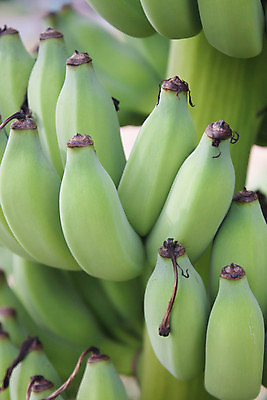 포토 JPG 해외이미지 나무 식물 아시아 음식 줄기 백그라운드 잎 밭 농업 과일 재료 태국 자연 바나나 매달리기 건강 손바닥 사람없음 야외 초록색 여름 농작물 농장 정원 수확 성장 가을 나뭇가지 신선 그룹 닫기 달콤 아침식사 다발 먹기 오브젝트 유기농 날것 내추럴 해외202004 해외포토 손 웰빙 계절 나라 산업 컬러 모션 식사 맛 생태계 파일형식 이미지허브