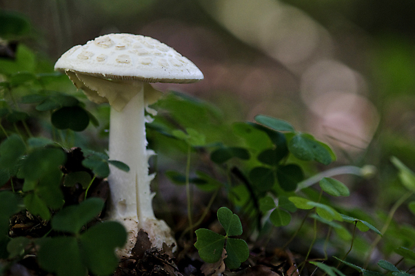 포토 JPG 해외이미지 유럽 천사 사람없음 버섯 흰색 독약 먹기 독버섯 해외202004 해외포토 나라 컬러 모션 파일형식 이미지허브
