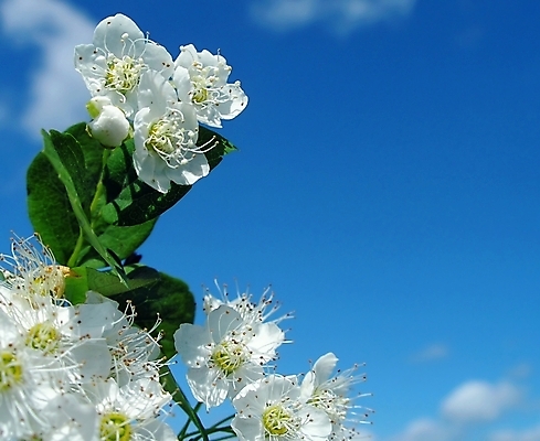 포토 JPG 해외이미지 나무 식물 구름 계절 꽃잎 꽃 하늘색 결혼 백그라운드 잎 과일 자연 하늘 바람 사람없음 초록색 파란색 태양 정원 맑음 봄 벚꽃 흰색 나뭇가지 신용카드 개화 체리 닫기 사과 초대 천국 해외202004 해외포토 자연요소 컬러 모션 날씨 이벤트 금융 생태계 파일형식 이미지허브