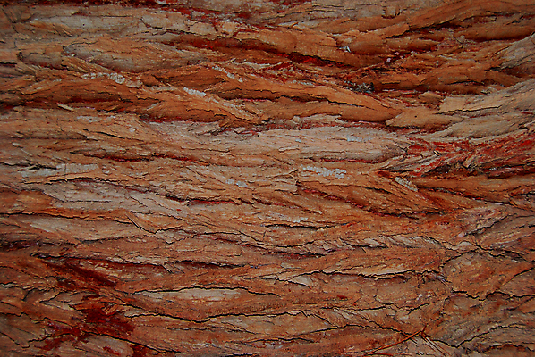 포토 JPG 해외이미지 나무 식물 백그라운드 패턴 벽지 사람없음 목재 갈색 블록 나뭇가지 거친 선탠 숲 묘사 질감 나무껍질 찢어짐 잡동사니 수목 옛날 해외202004 해외포토 컬러 무늬 재료 모션 껍질 파일형식 이미지허브