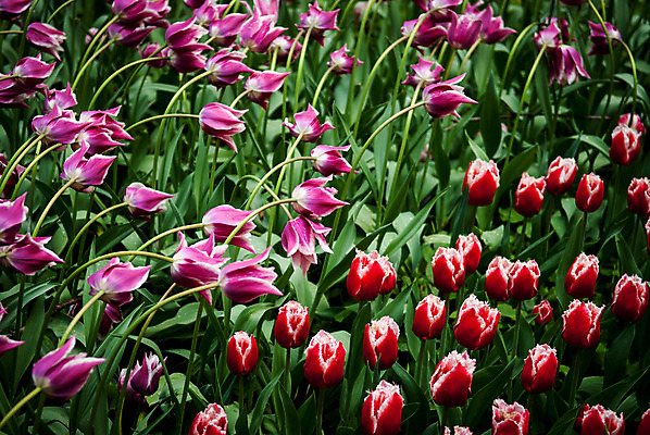 포토 JPG 해외이미지 꽃잎 꽃 분홍색 잎 자연 따뜻함 사람없음 빨간색 초록색 빛 정원 봄 튤립 흰색 이슬 다발 보케 부드러움 해외202004 해외포토 식물 계절 컬러 감각 생태계 파일형식 이미지허브