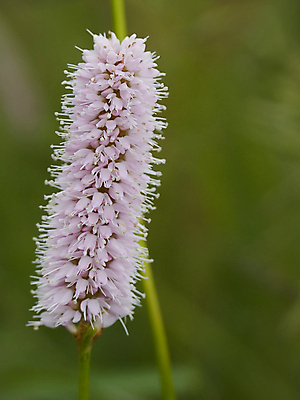 포토 JPG 해외이미지 꽃 줄기 분홍색 자연 사람없음 초록색 흰색 편지 해외202004 해외포토 식물 컬러 생태계 파일형식 이미지허브