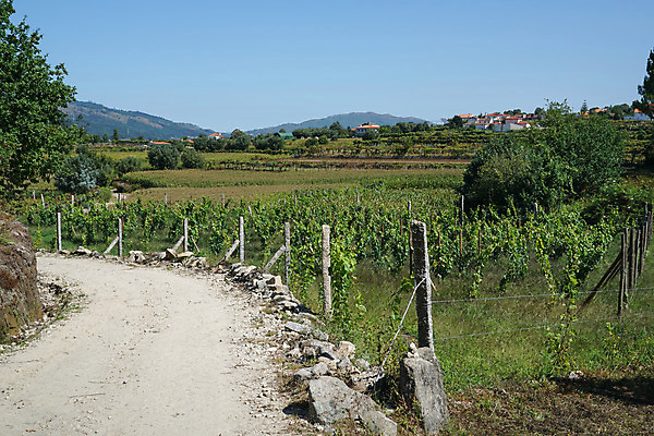 포토 JPG 해외이미지 식물 유럽 길 여행 밭 농업 자국 자연 휴가 파노라마 풍경 사람없음 야외 관광지 환경 산책 트래킹 하이킹 시골 숲 오솔길 포르투갈 생태계 서식지 내추럴 방법 백패커 순례 순례자 해외202004 해외포토 나라 산업 레저 휴식 촬영기법 파일형식 이미지허브