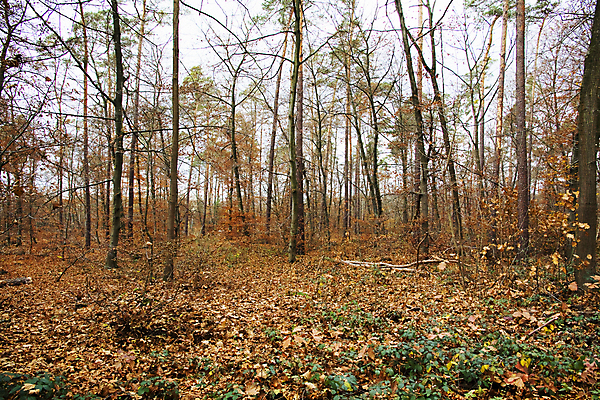 포토 JPG 해외이미지 나무 계절 공원 도로 길 줄기 단풍 잎 오렌지 자연 건조 풍경 사람없음 야외 목재 빨간색 컬러풀 갈색 노란색 하이킹 가을 시골 황금 숲 오솔길 장면 10월 소멸 해외202004 해외포토 식물 공공시설 컬러 과일 재료 교통시설 레저 날짜 생태계 파일형식 이미지허브