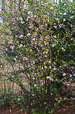 포토 JPG 해외이미지 나무 식물 꽃 백그라운드 잎 꽃무늬 자연 사람없음 초록색 노란색 정원 성장 흰색 개화 닫기 관목 묘사 원예 내추럴 강렬 많음 해외202004 해외포토 컬러 컨셉 무늬 모션 취미 생태계 파일형식 이미지허브