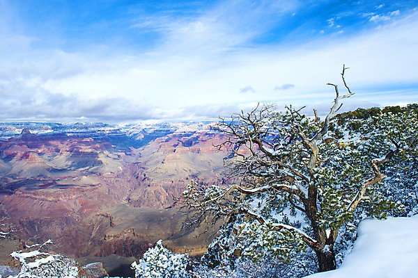 포토 JPG 해외이미지 주간 나무 겨울 자연 산 사람없음 야외 미국 그랜드캐니언 겨울풍경 전경 해외202004 해외포토 자연요소 식물 계절 북아메리카 풍경 생태계 파일형식 탑뷰 이미지허브