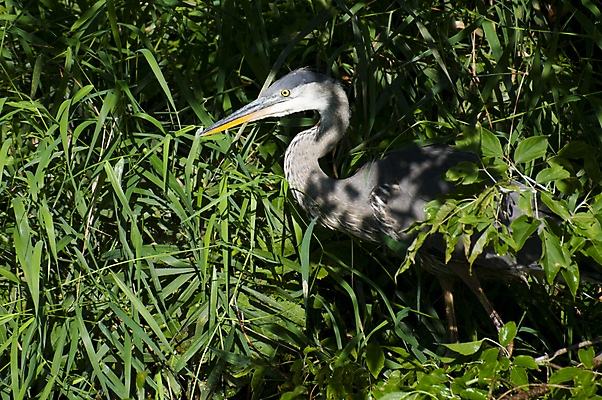 포토 JPG 해외이미지 동물 응시 공원 리본 얼굴 야생동물 자연 조류 아침 사람없음 컬러풀 회색 습지 큼 왜가리 깃털 부리 사냥꾼 목 북쪽 계산서 해외202004 해외포토 주간 직업 시선 공공시설 컬러 신체부위 크기 방향 생태계 파일형식 이미지허브