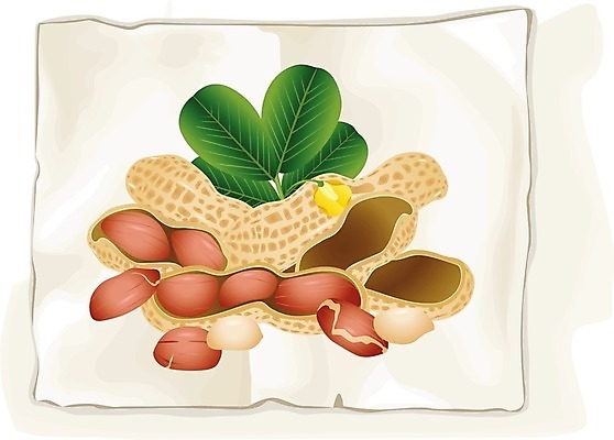 EPS 해외이미지 클립아트 식물 종이 음식 일러스트 재료 건강 그래픽 식사 견과류 수확 껍질 맛 낟알 만화 땅콩 고립 옛날 해외202004 해외일러스트 컨셉 농업 파일형식 벡터 이미지허브