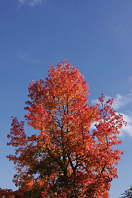 포토 JPG 해외이미지 나무 식물 디자인 계절 공원 백그라운드 단풍 잎 캐나다 패턴 오렌지 자연 풍경 사람없음 야외 빨간색 빛 컬러풀 햇빛 갈색 노란색 활발 가을 나뭇가지 변화 황금 숲 질감 해외202004 해외포토 공공시설 컬러 컨셉 북아메리카 무늬 과일 태양 생태계 파일형식 이미지허브