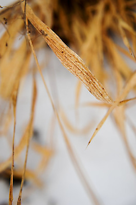포토 JPG 해외이미지 식물 계절 공원 꽃 백그라운드 잎 크리스마스 겨울 패턴 밭 자연 날씨 건조 풍경 사람없음 야외 파란색 빛 갈색 노란색 냉동 얼음 들꽃 추위 흰색 선택 12월 허브 유기농 질감 서리 장면 부드러움 1월 내추럴 2월 파스텔톤 카피스페이스 해외202004 해외포토 자연요소 웰빙 공공시설 기념일 컬러 컨셉 무늬 농업 공백 감각 날짜 생태계 파일형식 이미지허브