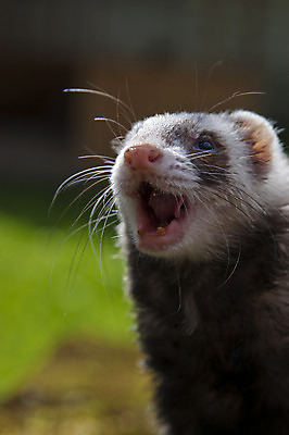 포토 JPG 해외이미지 동물 응시 행복 유럽 야생동물 포즈 밭 포유류 자연 털 서기 사람없음 목재 갈색 카메라 코트 마시기 가을 흰색 숲 작음 손톱 모피 배고픔 손목시계 검색 네덜란드 코 꼬리 육식동물 사냥꾼 경보 고립 집게발 생존 해외202004 해외포토 나무 직업 손 시선 계절 감정 나라 시계 컬러 농업 재료 장신구 모션 신체부위 전자제품 외투 크기 생태계 파일형식 이미지허브