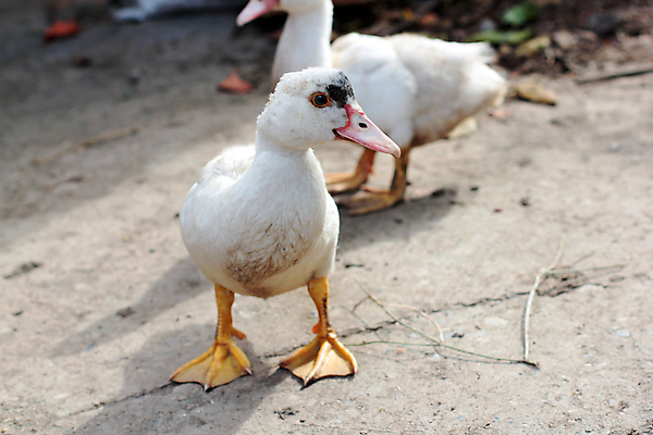 포토 JPG 해외이미지 모양 동물 유럽 야생동물 분홍색 자연 조류 오리 앉기 사람없음 옆모습 물 파란색 마을 가축 회색 흰색 연못 소 깃털 싱글 부리 거위 물새 고립 완벽 퀼트 혼자 해외202004 해외포토 자연요소 나라 뷰포인트 컬러 컨셉 포유류 모션 생태계 파일형식 이미지허브