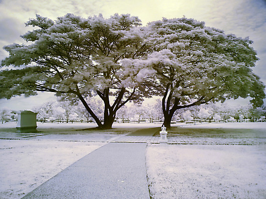 포토 JPG 해외이미지 나무 식물 커플 공원 길 줄기 백그라운드 2 밭 자연 바람 풍경 잔디 사람없음 야외 평화 환경 정원 바위 나뭇가지 시골 쌍 보행로 큼 오솔길 방향 일반 단계 내추럴 뒤뜰 땅바닥 루트 방법 생태학 양발 옛날 적외선 해외202004 해외포토 자연요소 공공시설 교육 컨셉 농업 관계 날씨 바닥 돌_바위 크기 생태계 파일형식 이미지허브
