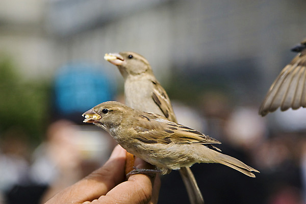 포토 JPG 해외이미지 손 야생동물 날개 자연 조류 사람없음 회색 먹기 배고픔 깃털 부리 참새 수유 해외202004 해외포토 동물 컬러 모션 신체부위 생태계 파일형식 이미지허브